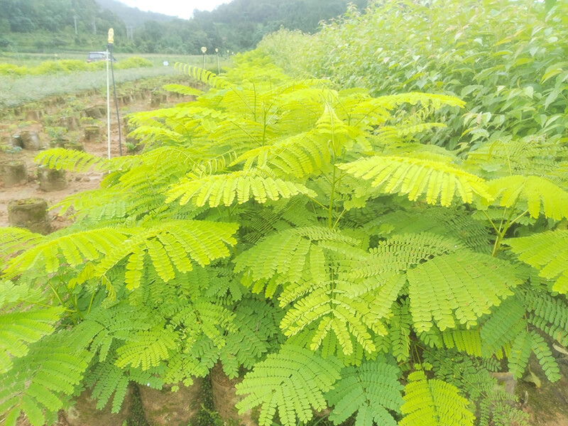 展示图片